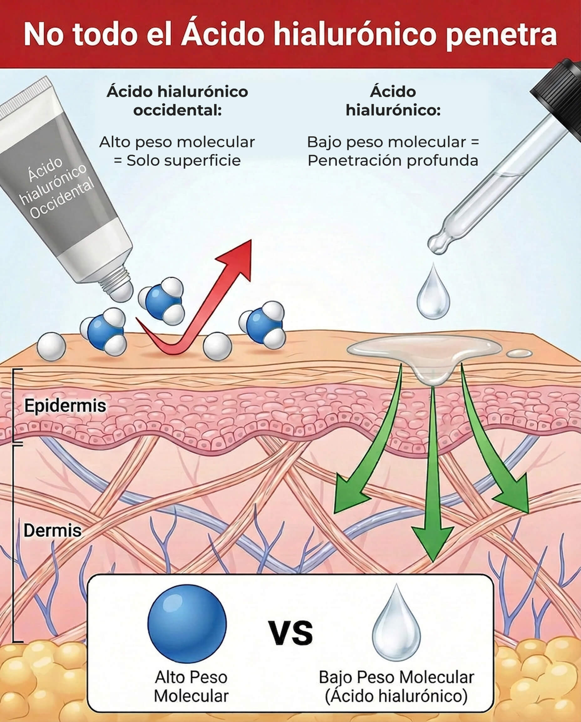 Comparación científica: Colágeno occidental de alto peso molecular vs colágeno coreano de bajo peso molecular